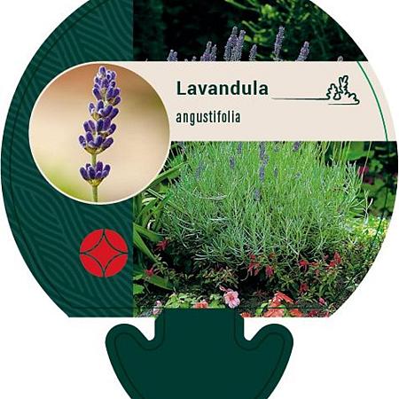 Lavandula angustifolia Pot 9 cm