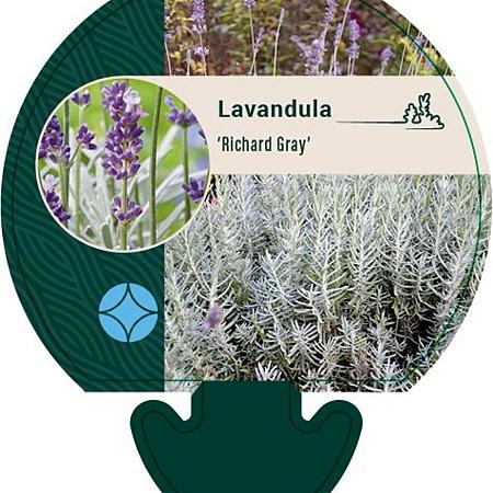 Lavandula 'Richard Gray' Pot 9 cm