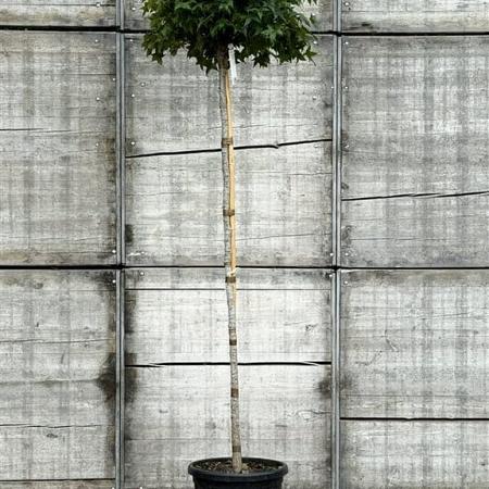Liquidambar s. 'Gum Ball' Hoogstam (Stamomtrek 6-8 cm)