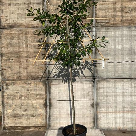 Prunus l. 'Novita' stam 150 cm Leivorm