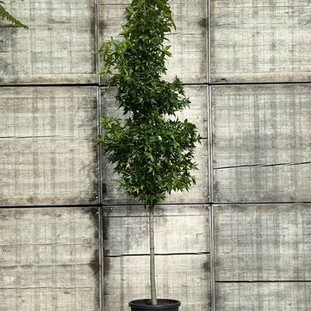 Liquidambar s. 'SlenderSilhouette' Pot 50 Liter Halfstam