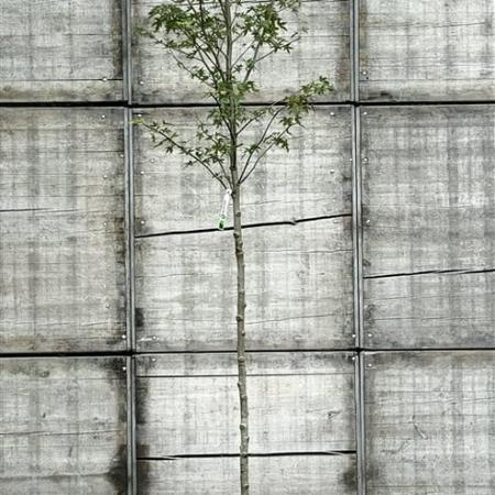 Liquidambar s. 'Worplesdon' Hoogstam (Stamomtrek 10-12 cm)