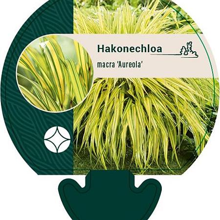 Hakonechloa macra 'Aureola' Pot 9 cm