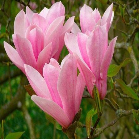 Magnolia 'Heaven Scent' Pot 7,5 Liter 60 - 80 cm