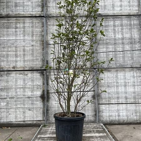 Magnolia soulangeana Pot 70 Liter 200 - 250 cm