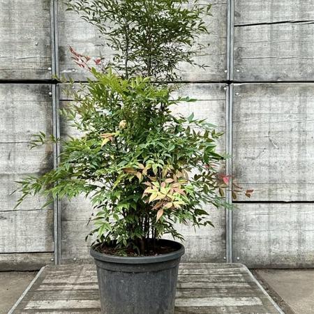 Nandina domestica Pot 45 Liter 125 - 150 cm