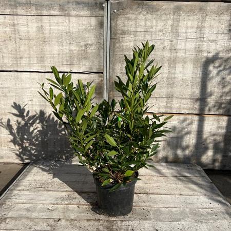 Prunus l. 'Otto Luyken' Pot 7,5 Liter 