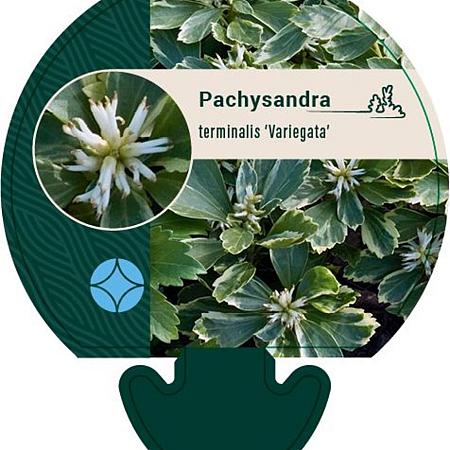 Pachysandra term. 'Variegata' Pot 9 cm