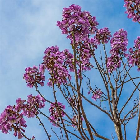 Paulownia tomentosa Hoogstam (Stamomtrek 10-12 cm)