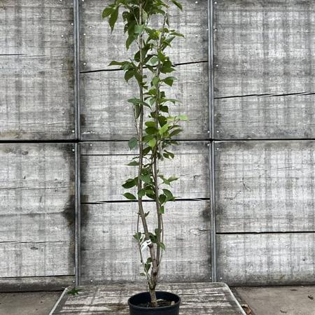 Prunus ser. 'Amanogawa' Pot 15 liter 175 - 200 cm