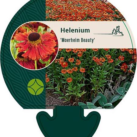 Helenium 'Moerheim Beauty' Pot 9 cm