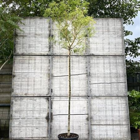 Styphnolobium japonicum Hoogstam (Stamomtrek 10-12 cm)