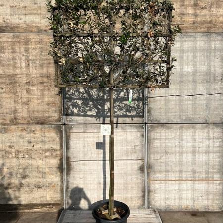 Quercus ilex stam 150 cm Leivorm 120x80 (BxH) 