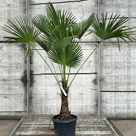 Trachycarpus wagnerianus Pot 15 liter 