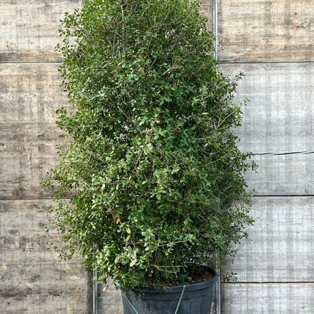 Quercus ilex Pot 230 Liter 200 - 250 cm
