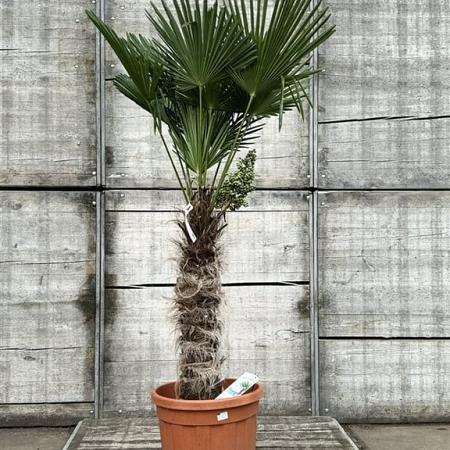 Trachycarpus wagnerianus Pot 70 Liter Stam 80 cm