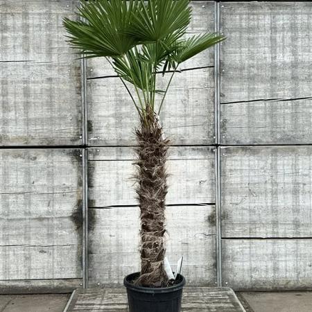 Trachycarpus wagnerianus Pot 70 Liter Stam 110 cm