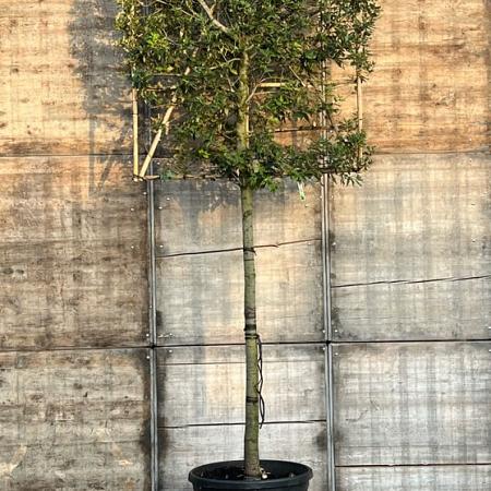 Quercus ilex stam 190 cm (Stamomtrek 25-30 cm) Leivorm 150x120 (BxH) 