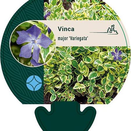 Vinca major 'Variegata' Pot 9 cm