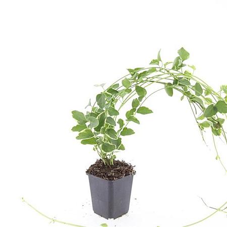 Vinca major 'Variegata' Pot 9 cm