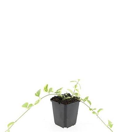 Vinca major 'Variegata' Pot 9 cm