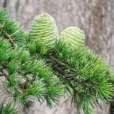 Cedrus deodara Pot 25 Liter 175 - 200 cm