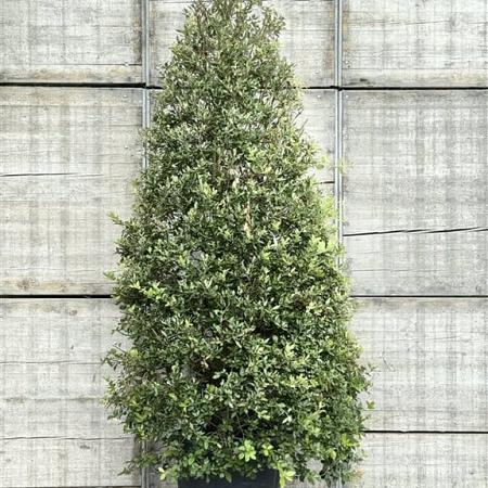 Quercus ilex Pot 130 liter 250 - 300 cm Piramidevorm