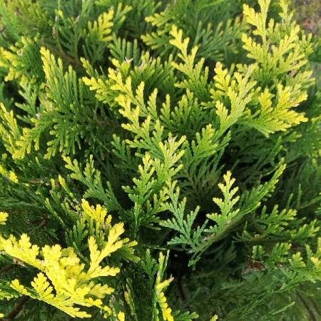Chamaecyparis l. 'Stardust' Pot 12 liter Halfstam