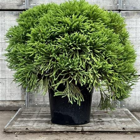 Cryptomeria j. 'Globosa Nana' Pot 70 Liter 