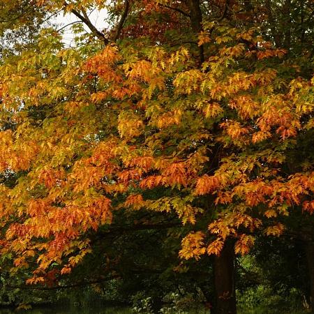 Quercus palustris stam 190 cm (Stamomtrek 18-20 cm) Leivorm