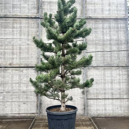 Pinus nigra 'Oregon Green' Pot 50 Liter 150 - 175 cm