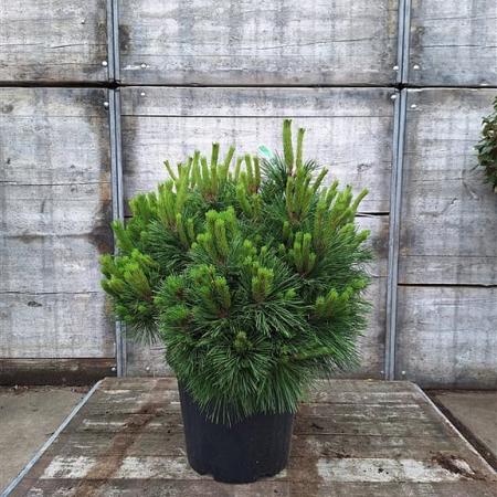 Pinus nigra 'Pierrick Brégeon' Pot 30 Liter 