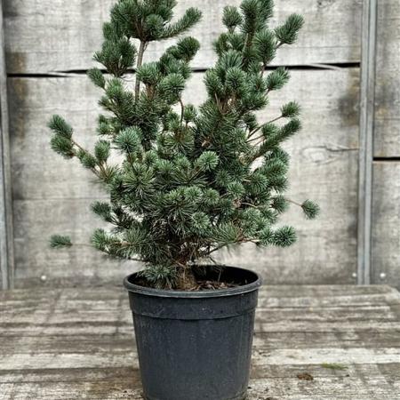Pinus parv. 'Negishi' Pot 18 liter 