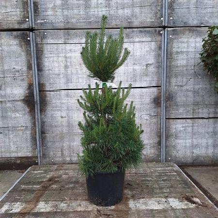 Pinus sylvestris Pot 12 liter 60 - 80 cm