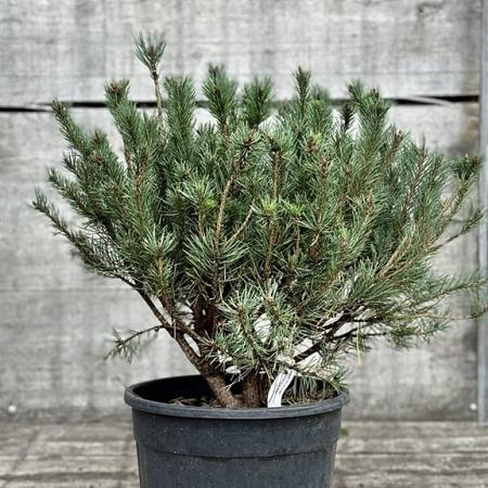 Pinus sylv. 'Watereri' Pot 18 liter 