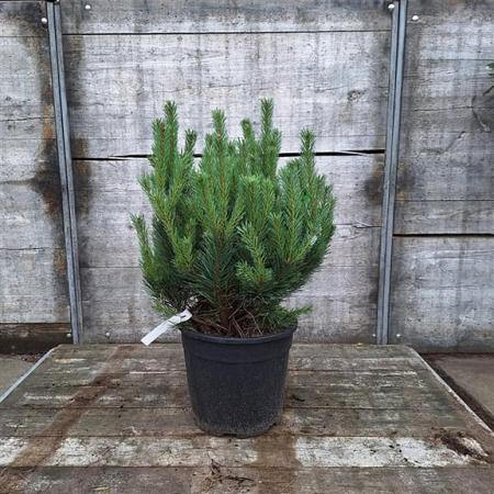 Pinus sylv. 'Watereri' Pot 18 liter 