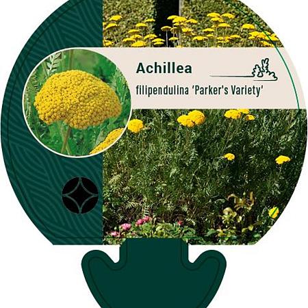 Achillea fil. 'Parker's Variety' Pot 9 cm