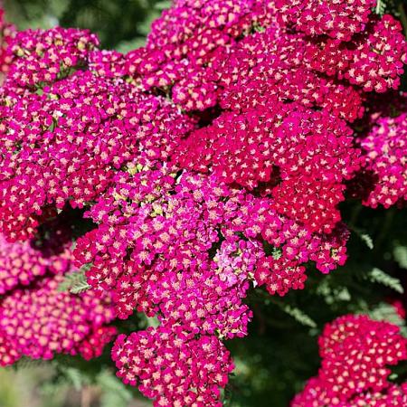 Achillea m. 'Red Velvet' Pot 9 cm