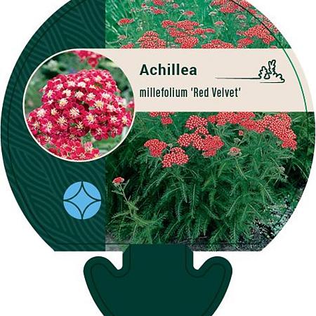 Achillea m. 'Red Velvet' Pot 9 cm