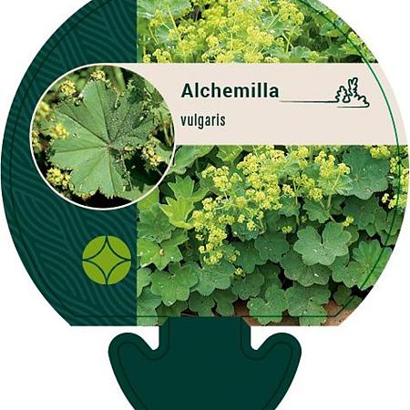 Alchemilla vulgaris Pot 9 cm