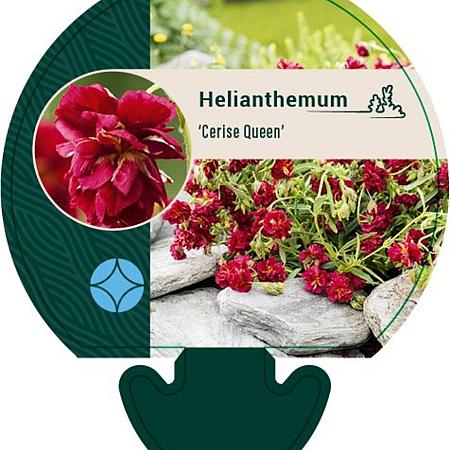 Helianthemum 'Cerise Queen' Pot 9 cm