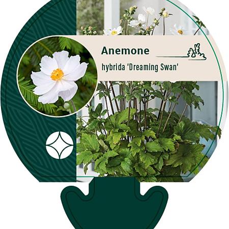Anemone Dreaming Swan Pot 9 cm