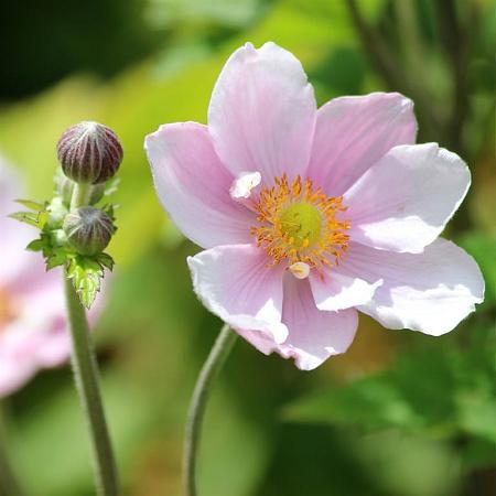 Anemone hyb. 'Elegans' Pot 9 cm