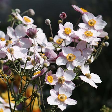Anemone hyb. 'Ouvertüre' Pot 9 cm