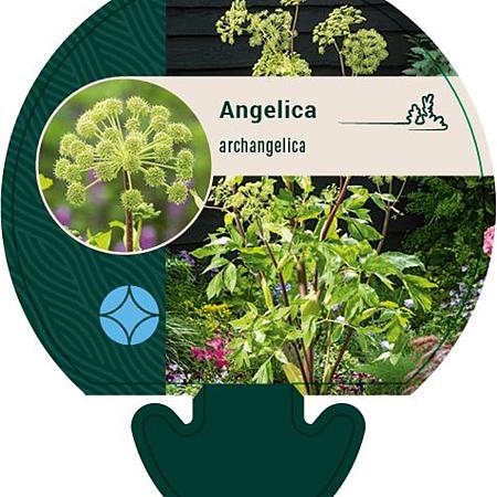 Angelica archangelica Pot 9 cm