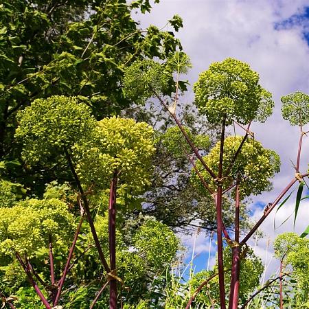 Angelica archangelica Pot 9 cm