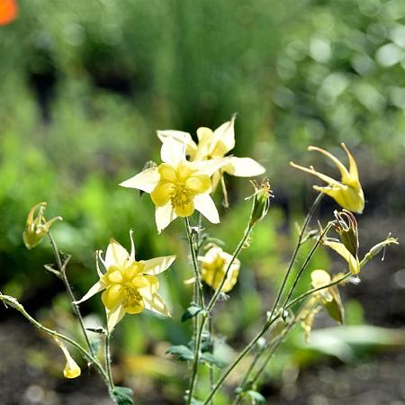 Aquilegia chrysantha 'Yellow Queen' Pot 9 cm