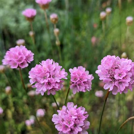 Armeria ps. 'Ballerina Purple Rose' Pot 9 cm
