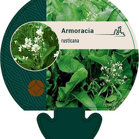 Armoracia rusticana Pot 9 cm