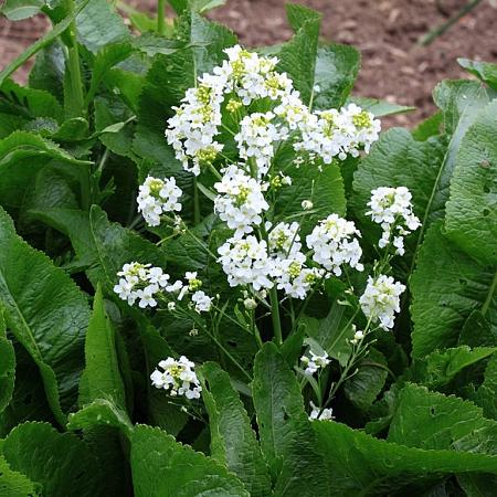 Armoracia rusticana Pot 9 cm